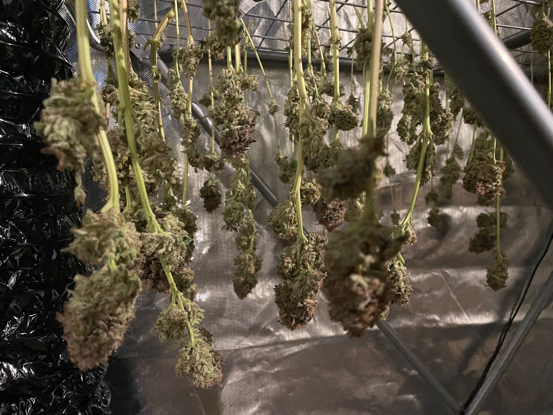 Amber - Blue gelato #41 growlog photo 223