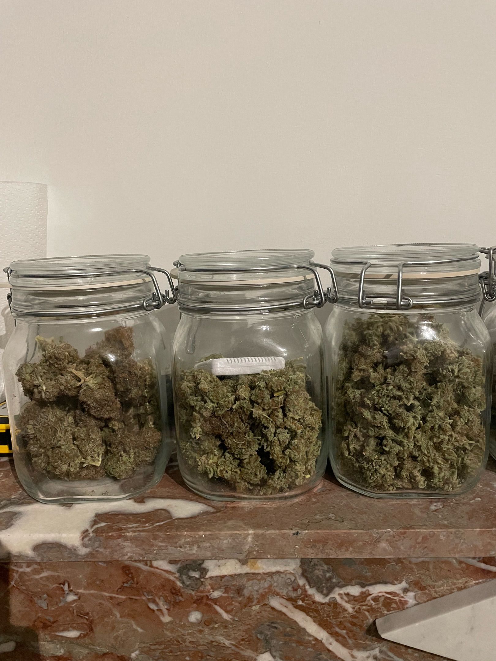 Amber - Blue gelato #41 growlog photo 230