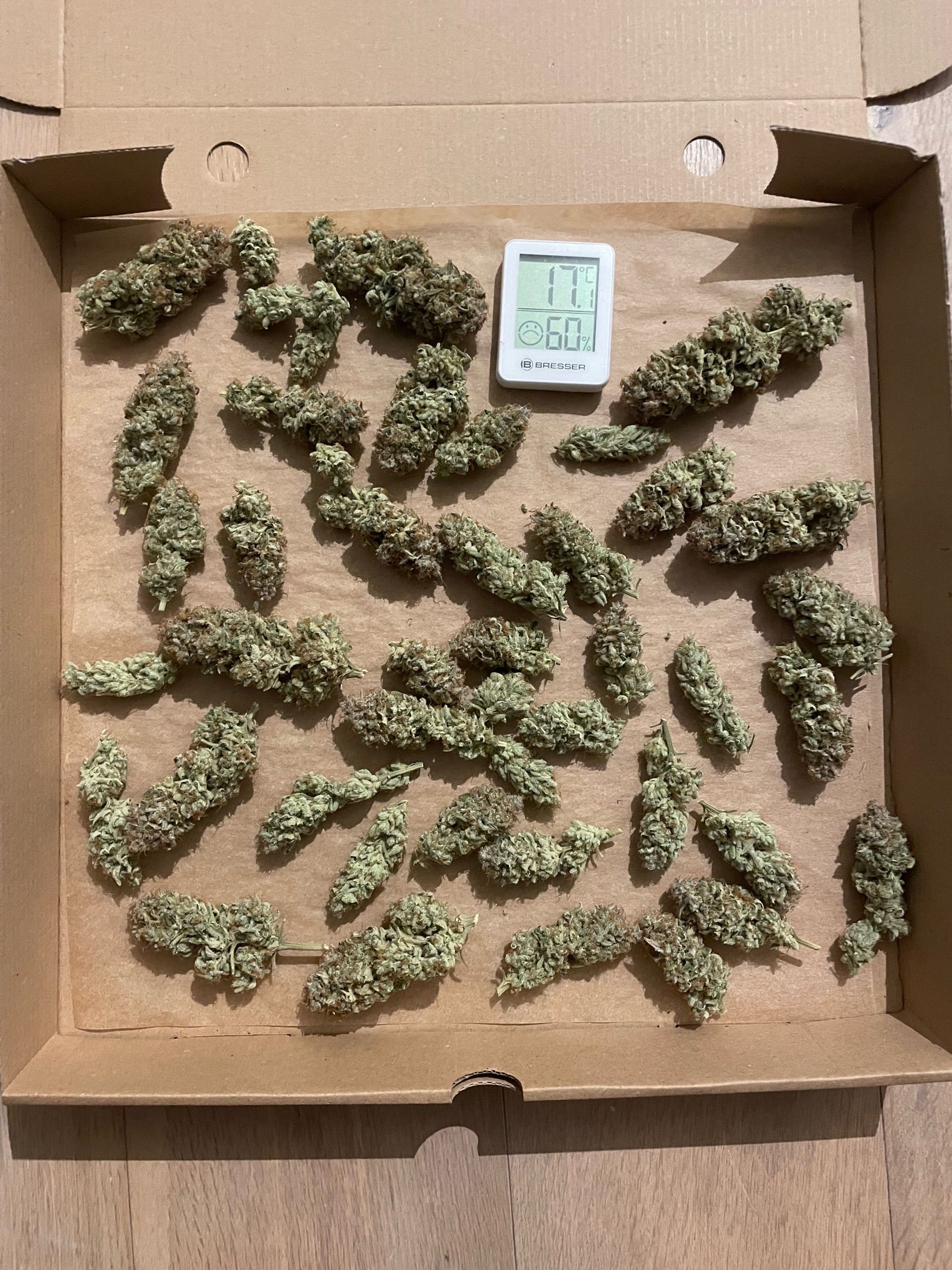 Amber - Blue gelato #41 growlog photo 228