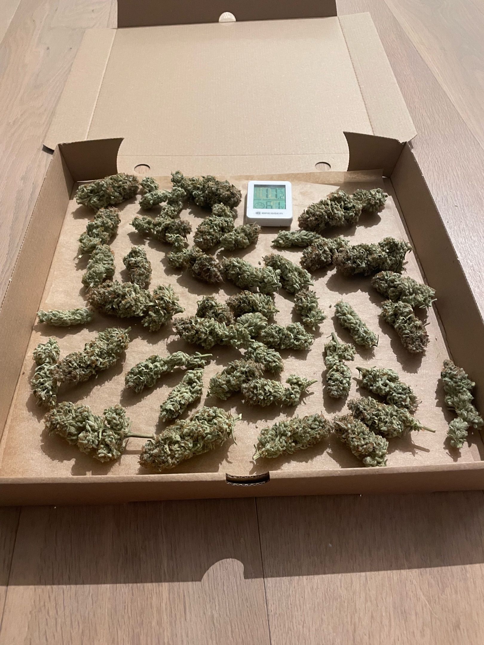 Amber - Blue gelato #41 growlog photo 225