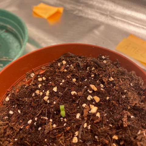 Amelia - Blue gelato #41 growlog photo: She made it! 