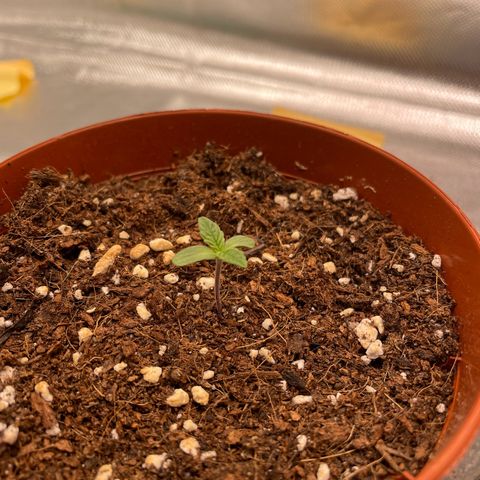 Amelia - Blue gelato #41 growlog timeline photo