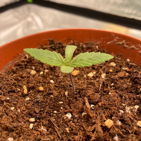 Anne - Blue gelato #41 growlog timeline photo