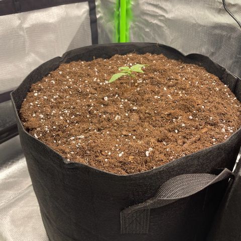 Anne - Blue gelato #41 growlog timeline photo