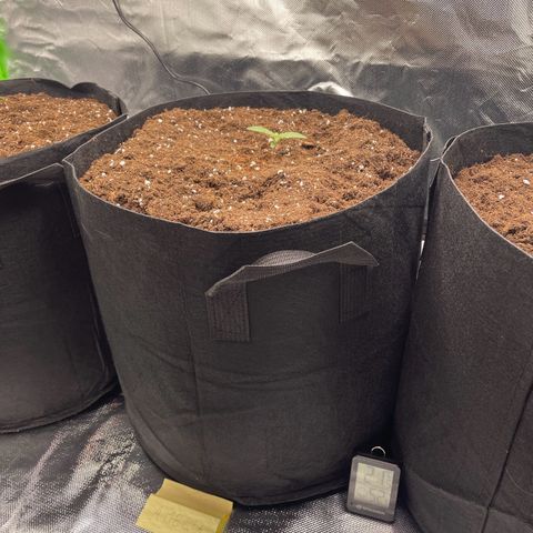 Amelia - Blue gelato #41 growlog timeline photo