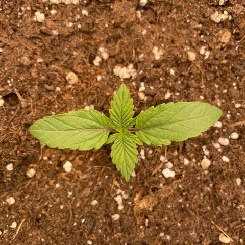 Amelia - Blue gelato #41 growlog timeline photo