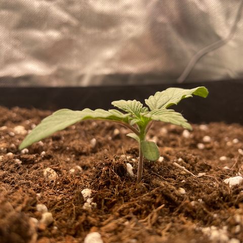 Amelia - Blue gelato #41 growlog timeline photo