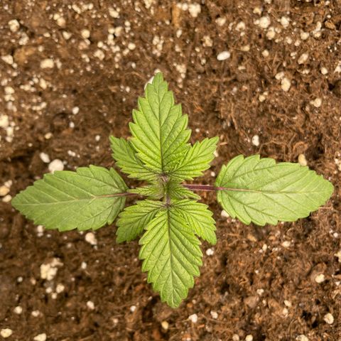 Anne - Blue gelato #41 growlog timeline photo