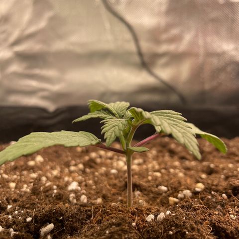 Anne - Blue gelato #41 growlog timeline photo