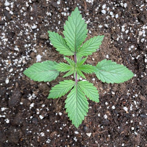 Anne - Blue gelato #41 growlog timeline photo