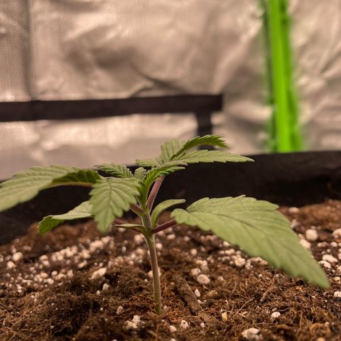 Anne - Blue gelato #41 growlog timeline photo