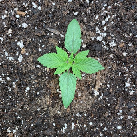 Amelia - Blue gelato #41 growlog timeline photo