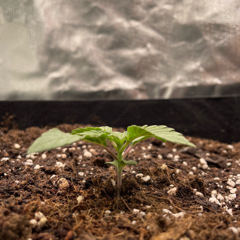 Amelia - Blue gelato #41 growlog timeline photo