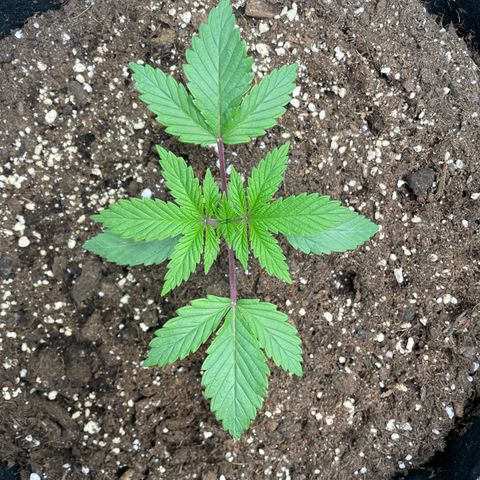 Anne - Blue gelato #41 growlog timeline photo