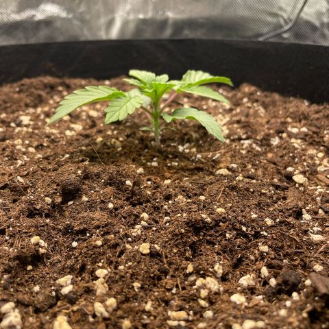 Amelia - Blue gelato #41 growlog timeline photo