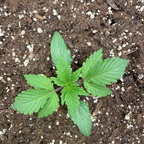 Amelia - Blue gelato #41 growlog timeline photo