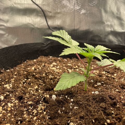 Anne - Blue gelato #41 growlog timeline photo