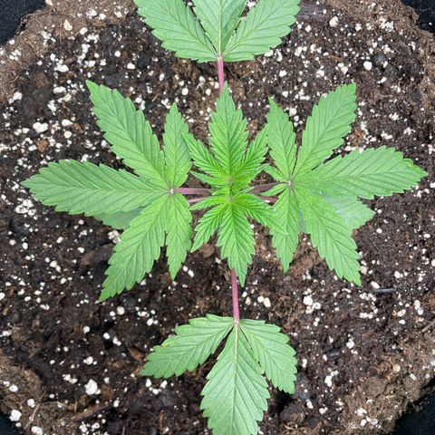 Anne - Blue gelato #41 growlog photo: A little bit of discolouration on one of the leaves