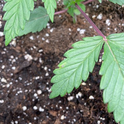 Anne - Blue gelato #41 growlog photo: A little bit of discolouration on one of the leaves