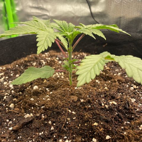 Anne - Blue gelato #41 growlog photo: A little bit of discolouration on one of the leaves