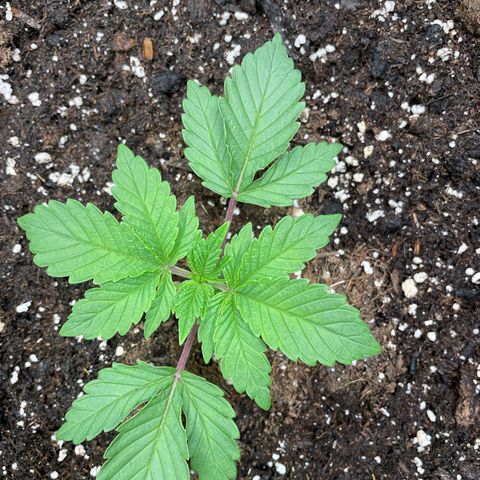 Amelia - Blue gelato #41 growlog photo: One of the leaves is turning up. I checked light distance is 61, intensity 60%. Still too high? 