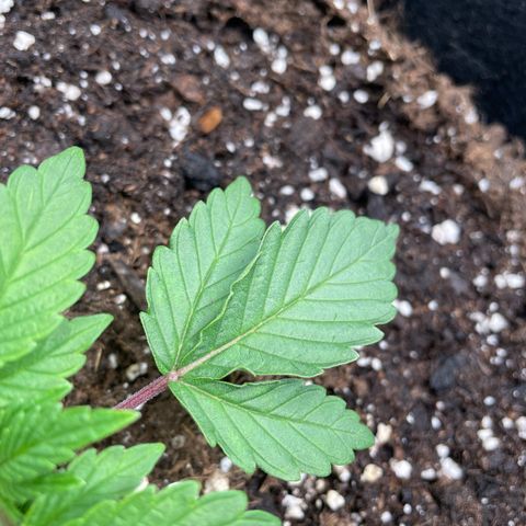 Amelia - Blue gelato #41 growlog photo: One of the leaves is turning up. I checked light distance is 61, intensity 60%. Still too high? 