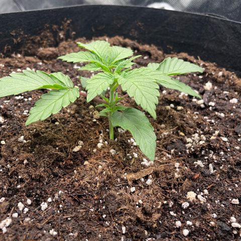 Amelia - Blue gelato #41 growlog photo: One of the leaves is turning up. I checked light distance is 61, intensity 60%. Still too high? 