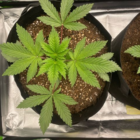 Anne - Blue gelato #41 growlog timeline photo