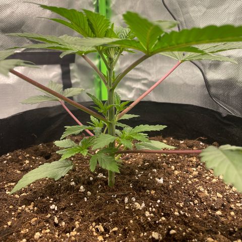 Anne - Blue gelato #41 growlog timeline photo