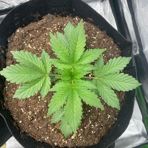 Amelia - Blue gelato #41 growlog photo: Switched place with Amber so she is no longer in the middle. Because there still is some leaf discoloration and leaf folding 