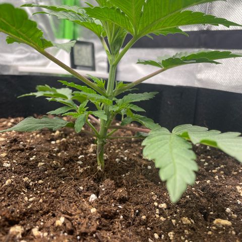 Amelia - Blue gelato #41 growlog photo: Switched place with Amber so she is no longer in the middle. Because there still is some leaf discoloration and leaf folding 