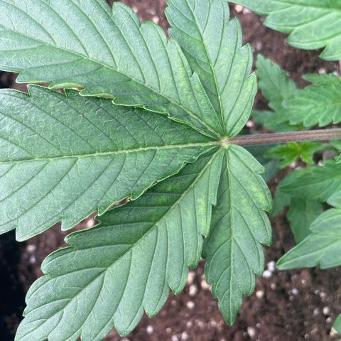 Amelia - Blue gelato #41 growlog photo: Switched place with Amber so she is no longer in the middle. Because there still is some leaf discoloration and leaf folding 