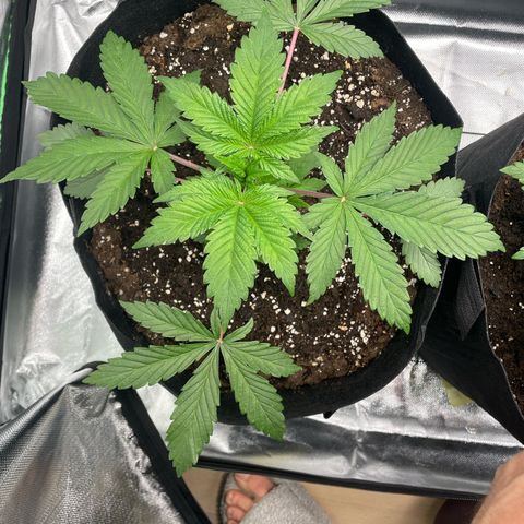 Anne - Blue gelato #41 growlog timeline photo