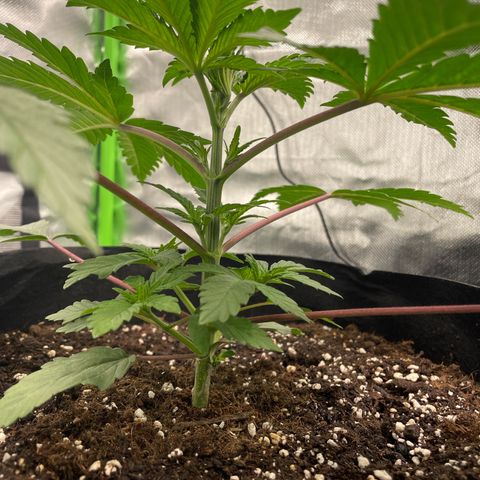 Anne - Blue gelato #41 growlog timeline photo