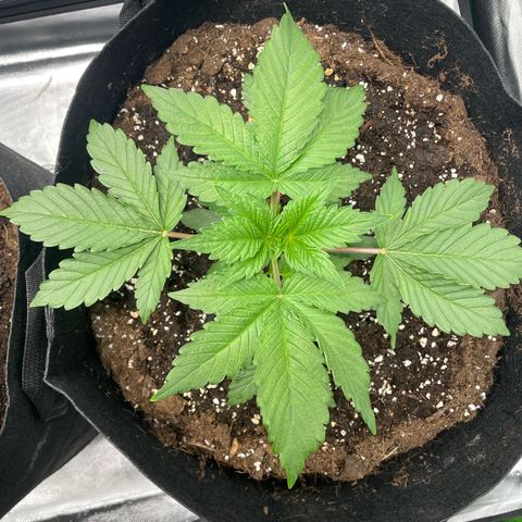 Amelia - Blue gelato #41 growlog timeline photo