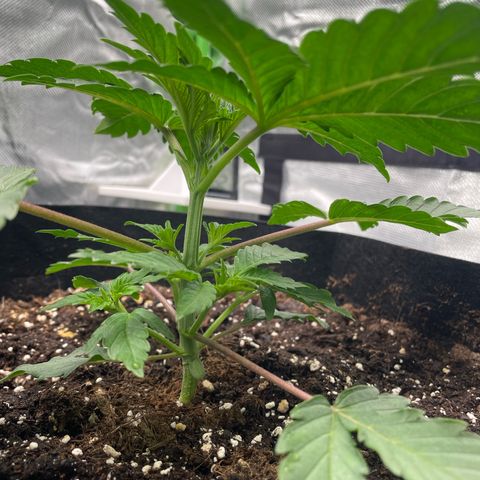 Amelia - Blue gelato #41 growlog timeline photo