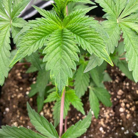 Anne - Blue gelato #41 growlog photo: A bit of nutrient burn. Next time give 2 times 3ml/l nutrients and only then 4ml/l. 