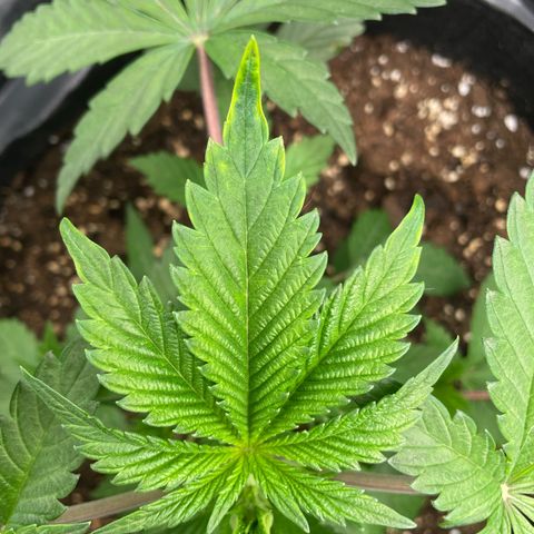 Anne - Blue gelato #41 growlog photo: A bit of nutrient burn. Next time give 2 times 3ml/l nutrients and only then 4ml/l. 