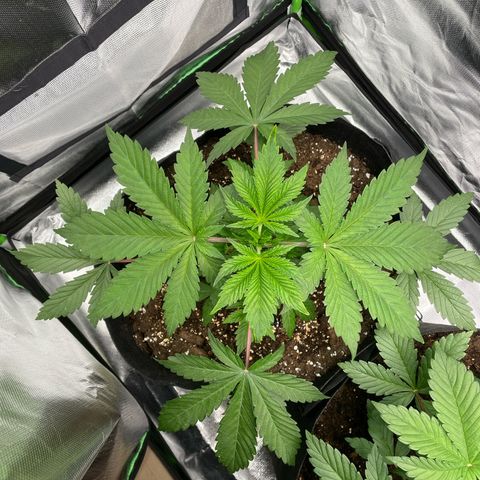 Anne - Blue gelato #41 growlog photo: A bit of nutrient burn. Next time give 2 times 3ml/l nutrients and only then 4ml/l. 