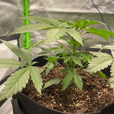 Anne - Blue gelato #41 growlog photo: A bit of nutrient burn. Next time give 2 times 3ml/l nutrients and only then 4ml/l. 
