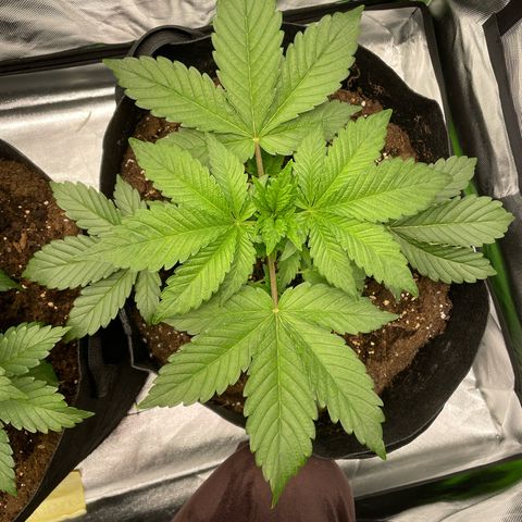 Amelia - Blue gelato #41 growlog timeline photo