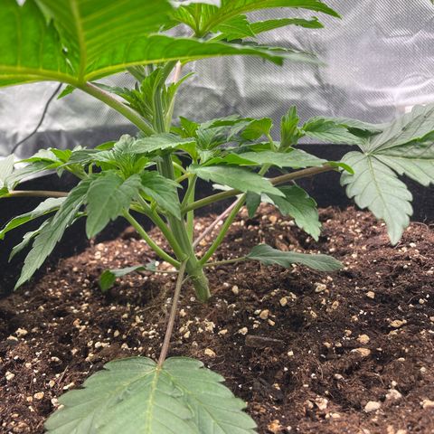Amelia - Blue gelato #41 growlog timeline photo