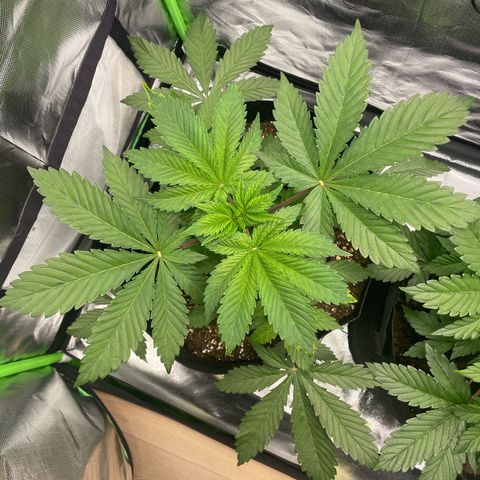 Anne - Blue gelato #41 growlog timeline photo