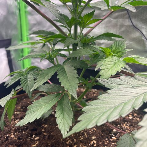 Anne - Blue gelato #41 growlog timeline photo
