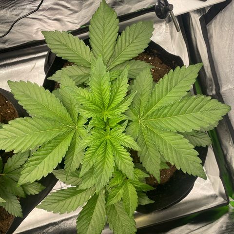 Amelia - Blue gelato #41 growlog timeline photo