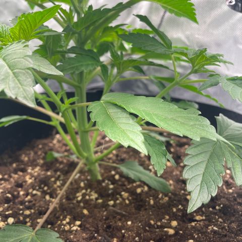 Amelia - Blue gelato #41 growlog timeline photo