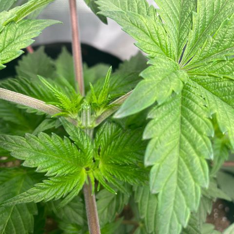 Anne - Blue gelato #41 growlog photo: After topping