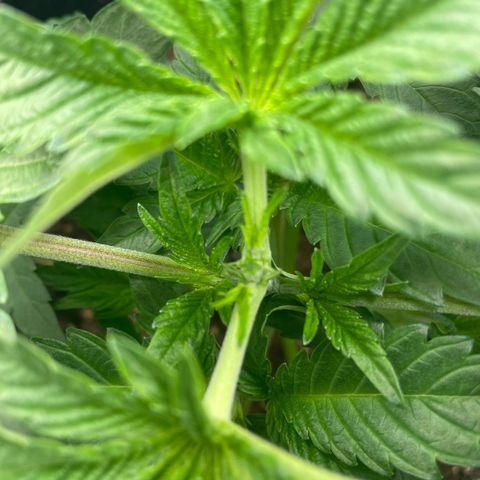Amelia - Blue gelato #41 growlog photo: After topping