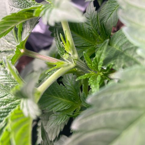 Amelia - Blue gelato #41 growlog photo: After topping