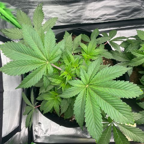 Anne - Blue gelato #41 growlog timeline photo